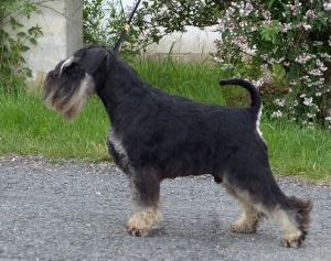 CHINON'S UNCONDITIONAL JOY CHINON'S UNCONDITIONAL JOY