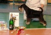 CACIB-SHOW IN BULGARIA