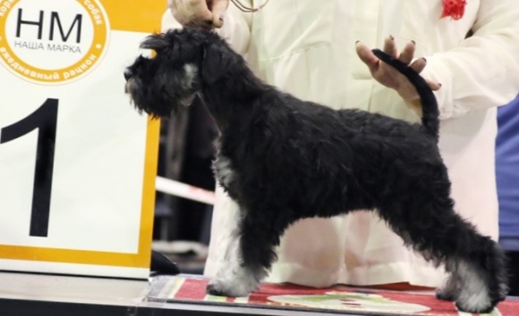 All-Russian Dog Show Moscow Zlatoglavaya 2014