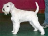 Backout`s Pimienta Blanca Backout`s Pimienta Blanca